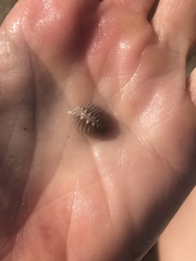 Pusula solandri