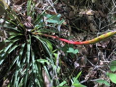 Tillandsia tricolor
