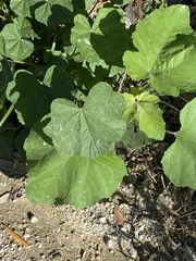 Alcea rosea