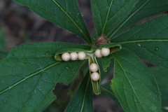 Hybanthus concolor