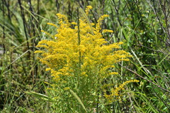 Solidago chapmanii image