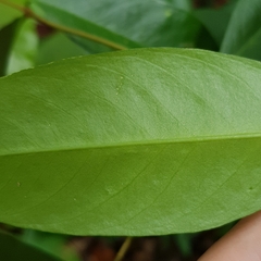 Wikstroemia ridleyi