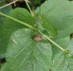 Oligolophinae