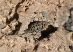 Machilinus rupestris