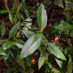 Wikstroemia ridleyi