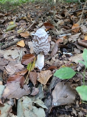 Coprinopsis picacea