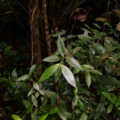 Wikstroemia ridleyi