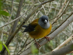 Phrygilus patagonicus