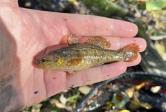 Perccottus glenii