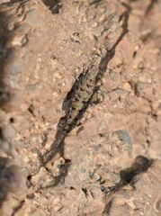 Machilinus rupestris