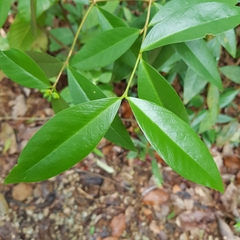 Wikstroemia ridleyi
