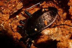Carabus