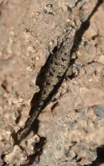 Machilinus rupestris