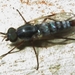 Schoutedenomyia - Photo (c) Botswanabugs, some rights reserved (CC BY-NC), uploaded by Botswanabugs