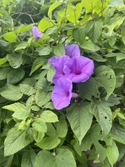 Ipomoea pedicellaris