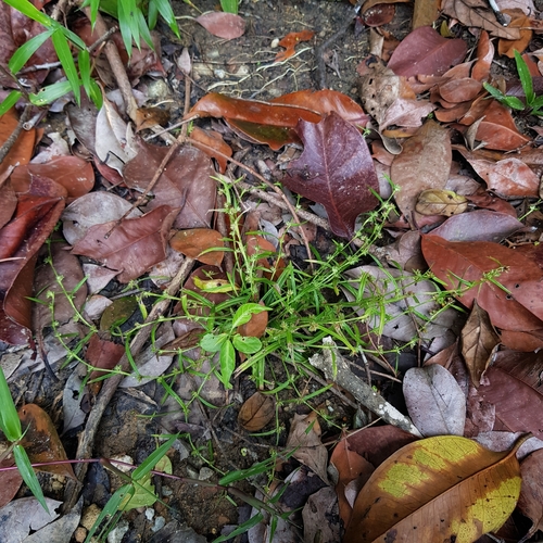Diplacrum caricinum iNat (1)