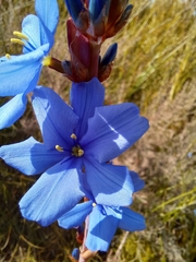 Aristea africana