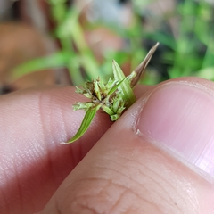 Diplacrum caricinum