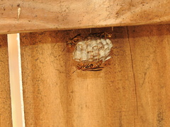 Polistes dorsalis dorsalis