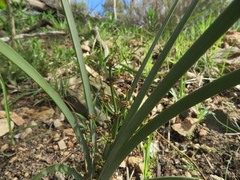 Lomandra multiflora dura