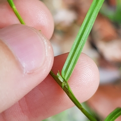 Diplacrum caricinum