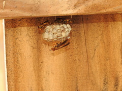 Polistes dorsalis dorsalis