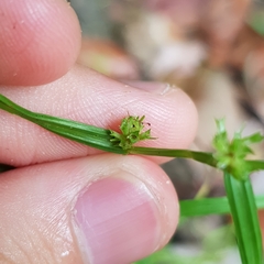 Diplacrum caricinum