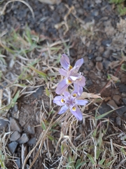 Moraea setifolia