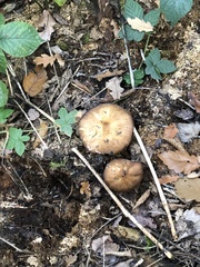 Pluteus cervinus