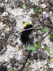 Isanthrene incendiaria