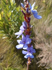 Aristea africana