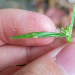 Diplacrum caricinum