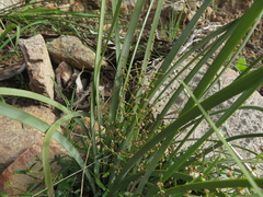 Lomandra multiflora dura