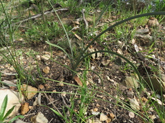 Lomandra multiflora dura