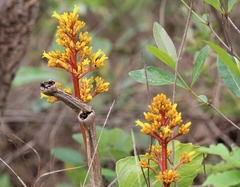 Palicourea rigida