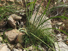 Lomandra multiflora dura