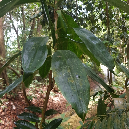 Image of Dracaena cantleyi by (c) pbsg, some rights reserved (CC BY)