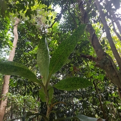 Dracaena cantleyi