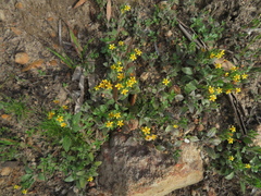 Zaluzianskya divaricata