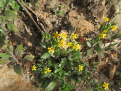 Zaluzianskya divaricata