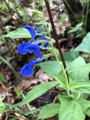 Salvia patens
