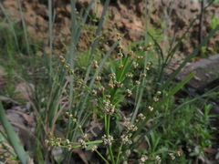 Lomandra multiflora dura