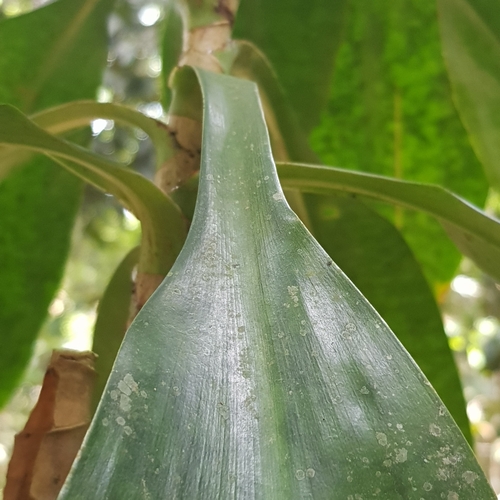Image of Dracaena cantleyi by (c) pbsg, some rights reserved (CC BY)