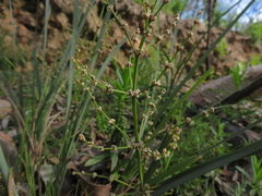 Lomandra multiflora dura