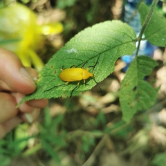 Cteniopinus hypocrita