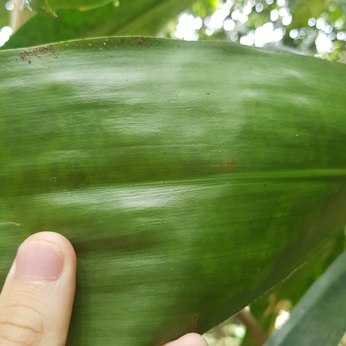 Image of Dracaena cantleyi by (c) pbsg, some rights reserved (CC BY)