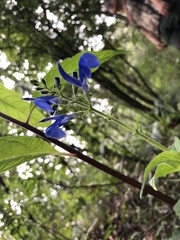 Salvia patens