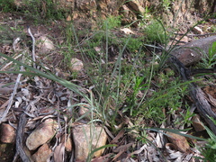 Lomandra multiflora dura