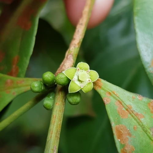 Green Coffee (Canthium confertum)