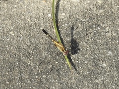 Erythrodiplax minuscula